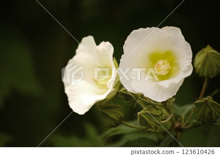 Drunken Furong 123610426