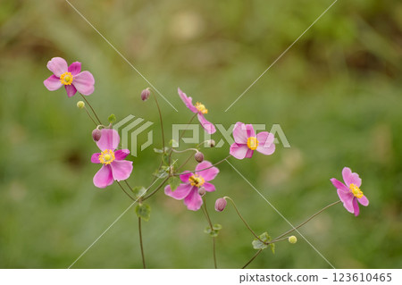 Shumayigiku 123610465