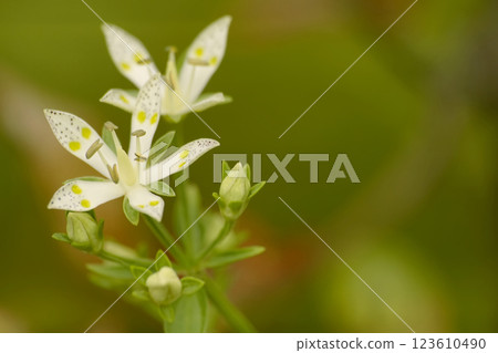 Akebonosou 123610490