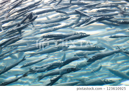 Fish swimming together in deep blue water, background Fish swimming together in deep blue water, background 123610925