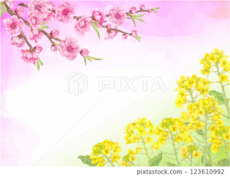 Vector illustration of peach blossoms and rape blossoms painted in watercolor 123610992