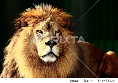 lion lion 123611580