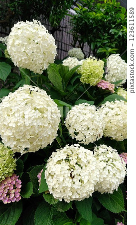 [文京繡球花節] 盛開的繡球花（白色） 123611589