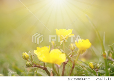 Summer flower in sunlight on green blurred background 123611714