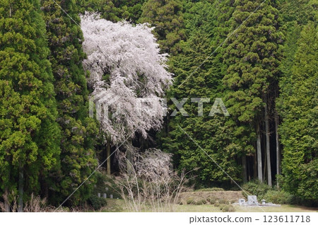 Chiyomono weeping cherry tree (Ena City, Gifu Prefecture) 123611718