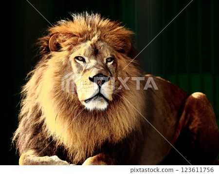lion lion 123611756