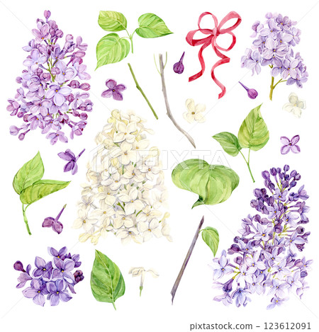 Watercolor illustration of lilac. Set of purple and white flowers, buds, branches and leaves. Botanical illustration for wedding invitation, greeting card. Fragrant spring flower. 123612091