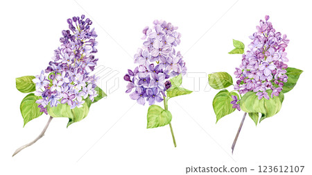 Watercolor illustration of lilac. Set of purple lilac branches with leaves. Fragrant spring flowe. Botanical illustration for wedding invitation, greeting card. Watercolor illustration of lilac. Set of purple lilac branches with leaves. Fragrant spring flowe. Botanical illustration for wedding invitation, greeting card. 123612107