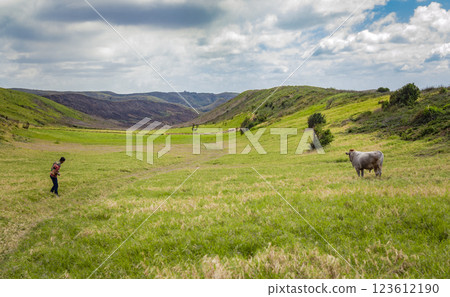 A guy herding a cow eating grass on the fresh field, a calf eating grass on a green hill, cow grazing on a hill A guy herding a cow eating grass on the fresh field, a calf eating grass on a green hill, cow grazing on a hill 123612190