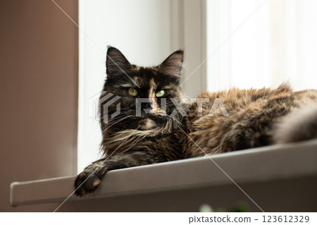 Maine Coon cat resting on windowsill with soft fur Maine Coon cat resting on windowsill with soft fur 123612329