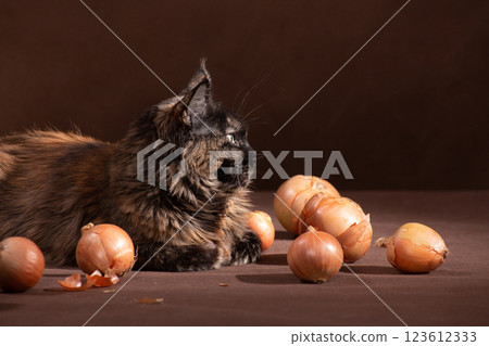 Maine Coon lying among bulbs on a brown background 123612333