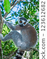 Madagascar monkey 123612682