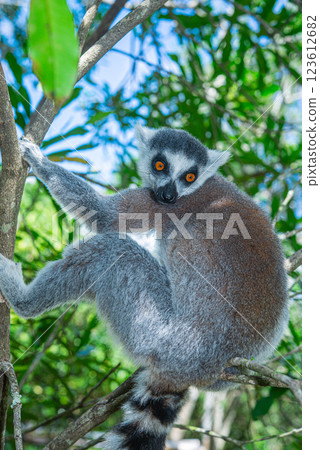 Madagascar monkey 123612682