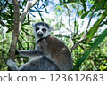 Madagascar monkey 123612683
