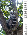 Madagascar monkey 123612684