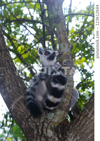 Madagascar monkey 123612684