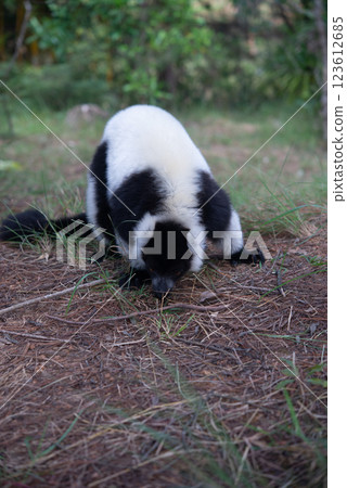 Madagascar monkey 123612685