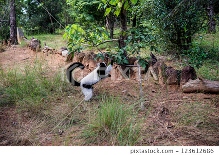 Madagascar monkey 123612686