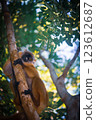 Madagascar monkey 123612687