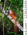 Madagascar monkey 123612690