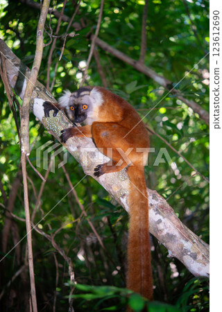 Madagascar monkey 123612690
