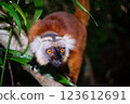Madagascar monkey 123612691