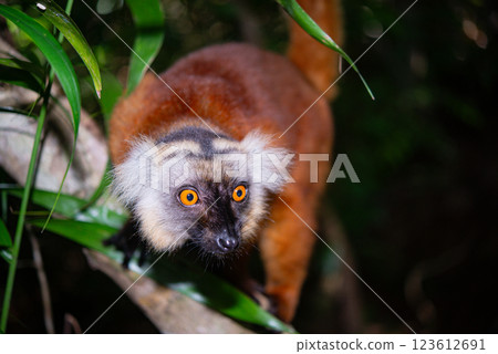 Madagascar monkey 123612691