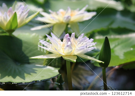 Mizuren [Kusatsu City, Shiga Prefecture] 123612714