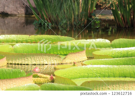 Onibus/Lake Biwa Aquatic Botanical Garden [Kusatsu City, Shiga Prefecture] 123612716