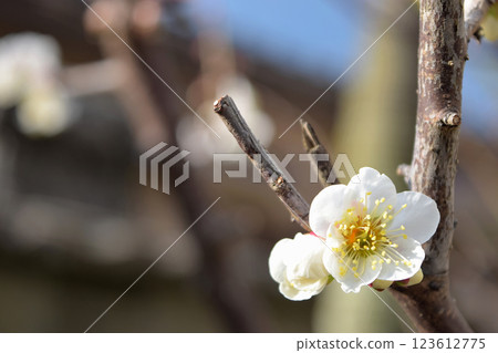 白梅花 123612775