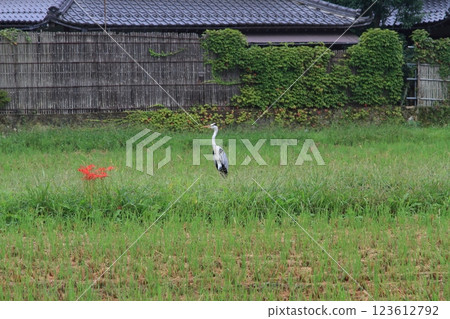 蜘蛛百合和蒼鷺 123612792