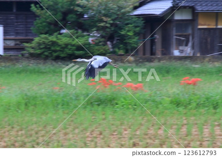 飛綠色橡木 飛綠色橡木 123612793