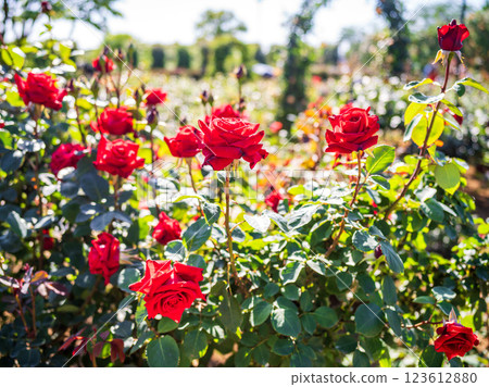 A red rose A red rose 123612880