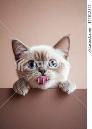 Cute british shorthair kitten licking its nose over brown surface 123612893