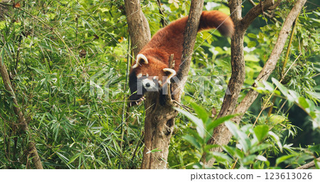 Red Panda Panda Climbs Tree In Search Of Tasty Leaves To Eat. Ailurus Fulgens Or Lesser Panda Is Small Mammal Native To The Eastern Himalayas And Southwestern China. Red Pandas Are Also Symbol Of 123613026