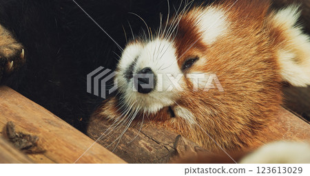 Cute Red Panda Face Close-up View. Red Panda Sleep And Brushes Off Insects. Ailurus Fulgens Or Lesser Panda Is Small Mammal Native To The Eastern Himalayas And Southwestern China. Red Pandas Are Also Cute Red Panda Face Close-up View. Red Panda Sleep And Brushes Off Insects. Ailurus Fulgens Or Lesser Panda Is Small Mammal Native To The Eastern Himalayas And Southwestern China. Red Pandas Are Also 123613029