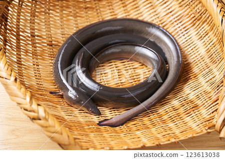 濾鍋上的兩條鰻魚 濾鍋上的兩條鰻魚 123613038