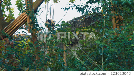 Giant Panda Sleep At Tree Top. Bear Or Simply, Is Bear Species Endemic To China. Panda Diplomacy. Travel To China. National Symbol Of China, Personifying Sincerity, Friendliness, Tolerance And 123613043