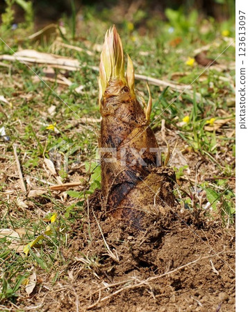 Bamboo shoots emerging from the ground (bamboo shoots emerging from the ground) Bamboo shoots emerging from the ground (bamboo shoots emerging from the ground) 123613097