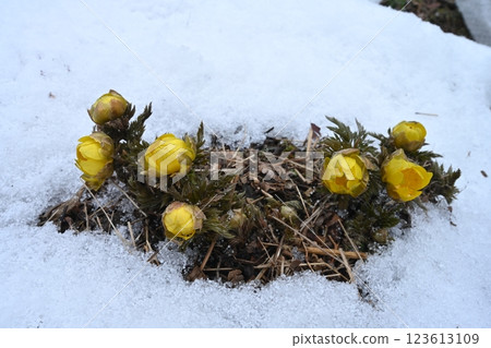 Adonis 7（德島縣三好市東屋中頭） 123613109