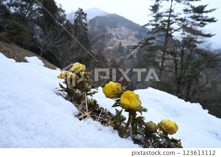 Adonis 4（德島縣三好市東祖谷中上至背景的落合村） 123613112