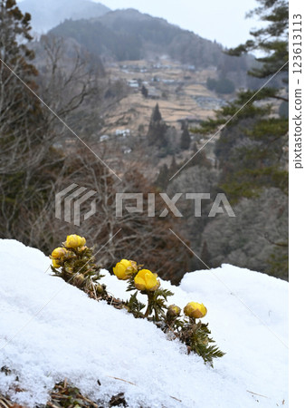 Adonis 3(德島縣三好市東祖谷中頭至落合村背景) Adonis 3(德島縣三好市東祖谷中頭至落合村背景) 123613113