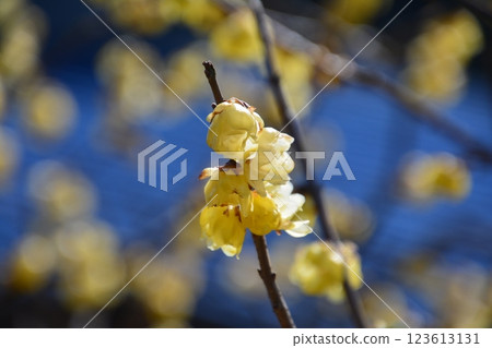 Wintersweet 5 (Gogo, Onoharacho, Kanonji City, Kagawa Prefecture) Wintersweet 5 (Gogo, Onoharacho, Kanonji City, Kagawa Prefecture) 123613131