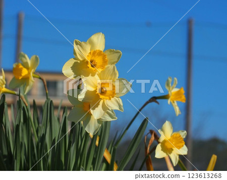 Close-up of two yellow daffodil flowers in the morning sun (daffodils in a flowerbed against a blue sky) Close-up of two yellow daffodil flowers in the morning sun (daffodils in a flowerbed against a blue sky) 123613268