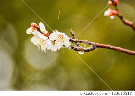 Plum blossoms in the rain Plum blossoms in the rain 123613517