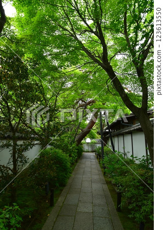 The approach to Taizoin Temple, Myoshinji Temple, surrounded by greenery The approach to Taizoin Temple, Myoshinji Temple, surrounded by greenery 123613550