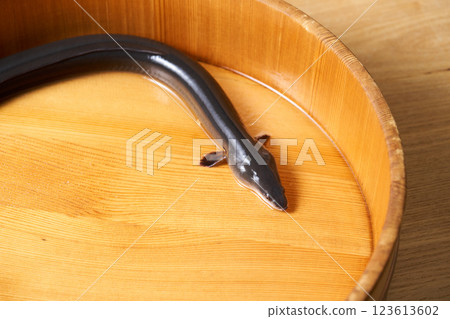桶裡的鰻魚 桶裡的鰻魚 123613602