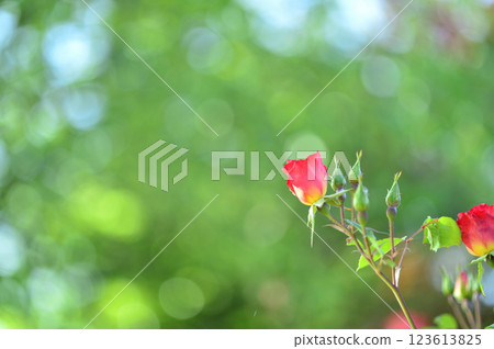 Flowers in a rose garden 123613825