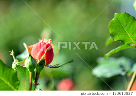Flowers in a rose garden 123613827