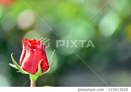 Flowers in a rose garden 123613828